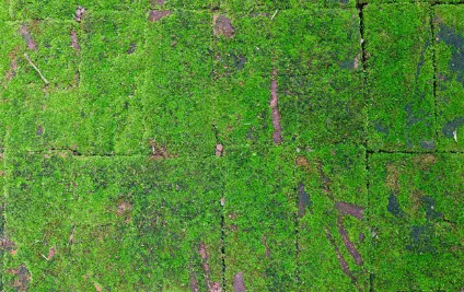 Scopri di più sull'articolo Pulizia cotto esterno muschio